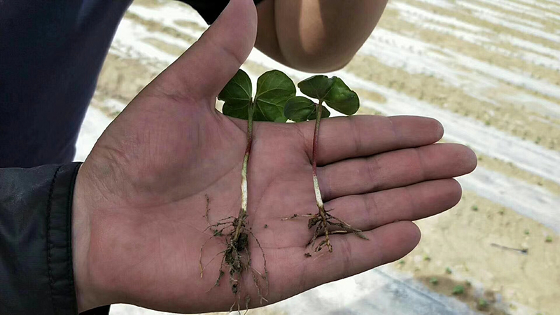 淺談控瘋在棉花上的表現(xiàn)及棉花化控技術要點(圖1)