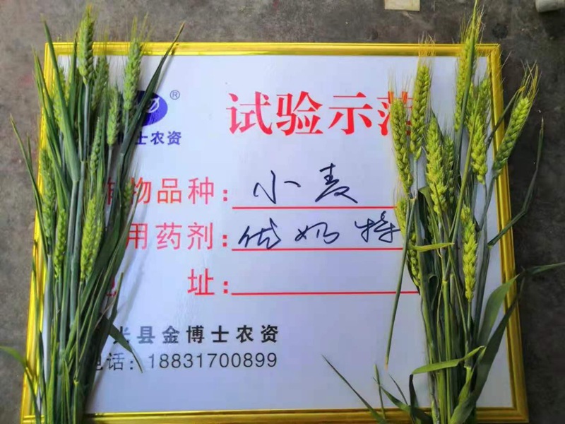 小麥已進入打包抽穗發(fā)育階段 提質增產防病防蟲已經開始啦(圖2)